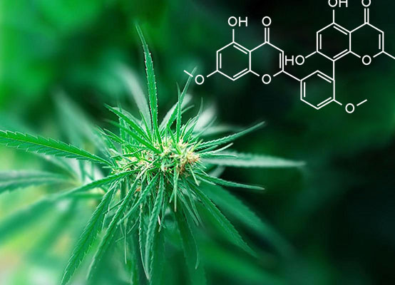 �±�GG�������漣����Ϸƽ̨��